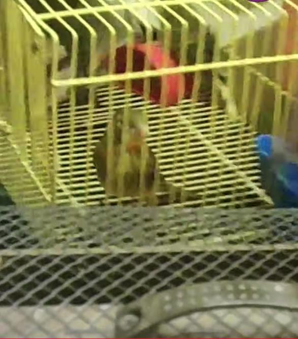 Venden animales silvestres en plaza de mercado de Bogotá 1 Venden animales silvestres en plaza de mercado de Bogotá Se conoció que en la plaza de mercado del Restrepo comercializan animales silvestres entre $100.000 y $200.000 pesos.