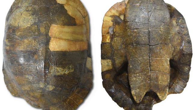 Colombiano encuentra fósil de 13 millones de años Bajo las montañas de arena del Desierto de la Tatacoa (Huila) hay un montón de misterios y
tesoros del pasado, cuya existencia trasciende más allá de lo que podemos imaginar. No en vano, científicos como el santandereano Edwin Cadena se adentraron en él para encontrar fósiles (esqueletos de animales antiguos que yacen enterrados) y averiguar qué clase de especies habitaban en el pasado.