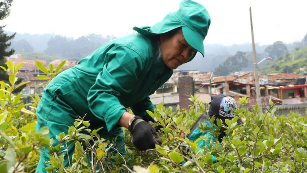 Convocatoria laboral para 1.200 bogotanas mayores de 45 años La Secretaría de Ambiente abrió una convocatoria para 1.200 mujeres que quieran hacer parte de la tercera fase de 'Mujeres que Reverdecen', un programa diseñado para bogotanas mayores de 45 años en condición de vulnerabilidad o víctimas de la violencia.