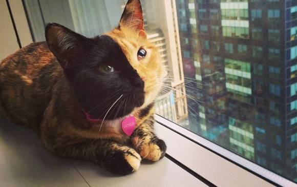 Día internacional de los gatos: todo lo que debe saber sobre estas mascotas Hoy 20 de febrero, se celebra el día mundial de los gatos. Uno de los animales que se caracterizan por su independencia y cariño.