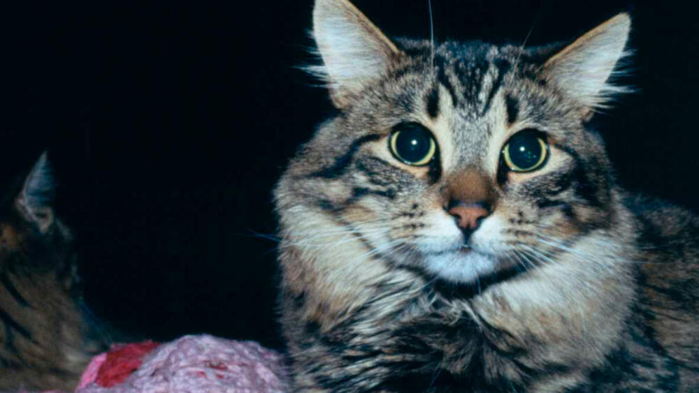 Día internacional de los gatos: todo lo que debe saber sobre estas mascotas Hoy 20 de febrero, se celebra el día mundial de los gatos. Uno de los animales que se caracterizan por su independencia y cariño.
