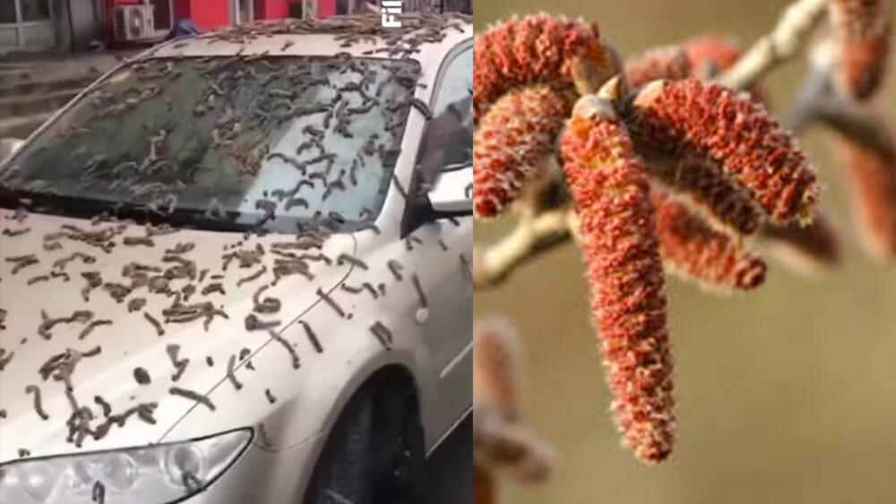 Las teorías que explica la “lluvia de gusanos” en China La “lluvia de gusanos” quedó registrada en videos que se han hecho virales en el mundo y hasta la han relacionado con un hecho apocalíptico.