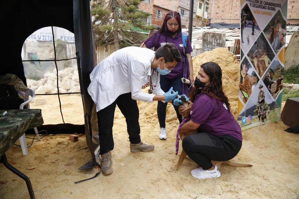 Esterilización gratuita para perros y gatos en Bogotá El Instituto Distrital de Protección y Bienestar Animal abrió 1.765 nuevos cupos para que los bogotanos que tengan mascotas, perritos o gatitos, los puedan esterilizar de forma gratuita.