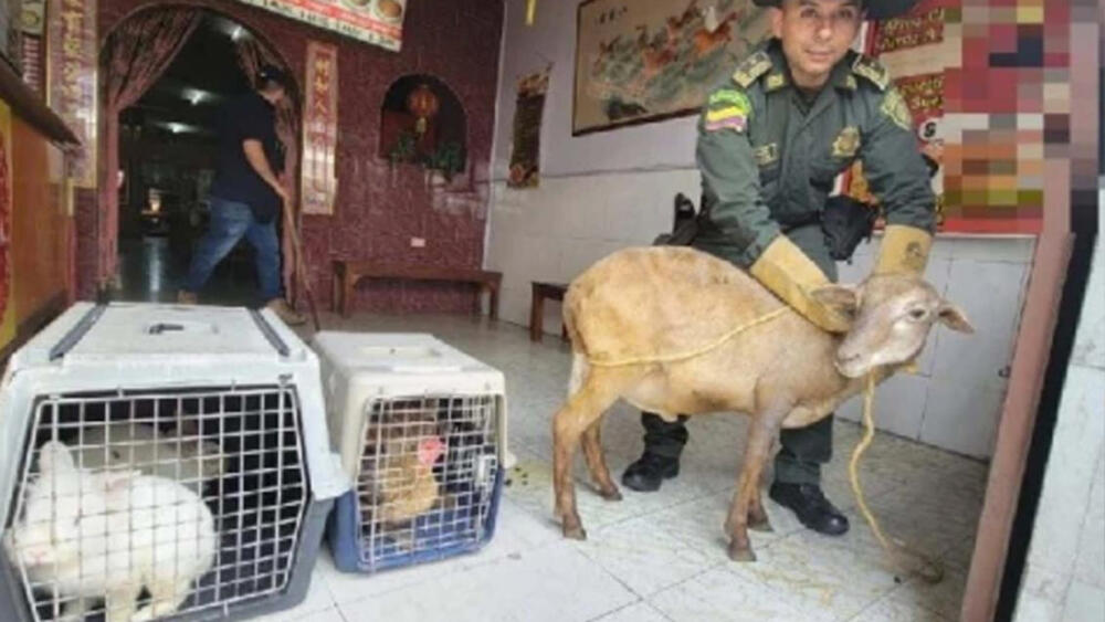 Hallan animales vivos en restaurante chino 8 Hallan animales vivos en restaurante chino Conejos, gallinas y hasta una oveja viva fueron hallados al interior de la cocina de un restaurante chino, por las autoridades. Todo parece indicar que estos animales eran sacrificados para la comida que elaboraban en este establecimiento.