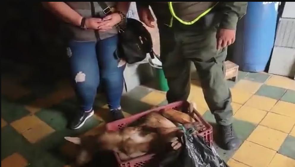 Hallan animales vivos en restaurante chino Conejos, gallinas y hasta una oveja viva fueron hallados al interior de la cocina de un restaurante chino, por las autoridades. Todo parece indicar que estos animales eran sacrificados para la comida que elaboraban en este establecimiento.