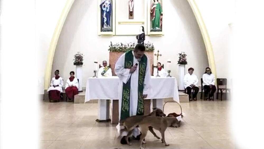 Increíble: 'sexo perruno' en plena misa El curioso hecho ocurrió en el altar de la parroquia Santa Rita, en Juiz de Fora, Brasil, cuando dos perros interrumpieron la celebración religiosa para aparearse frente al padre y los feligreses.