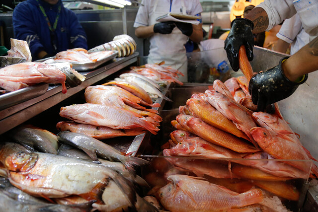 30 mil toneladas de pescado están listas para la Semana Santa 8 30 mil toneladas de pescado están listas para la Semana Santa Durante la temporada de Semana Santa se espera una comercialización de pescado en Colombia entre las 28.000 y 30.000 toneladas de pescado, según informó el Ministerio de Agricultura y la Autoridad Nacional de Acuicultura y Pesca (Aunap).