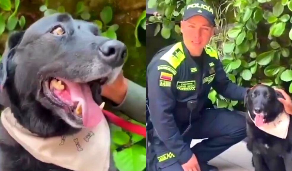 La conmovedora historia de 'Blacky', una perrita que usaban para delinquir y ahora es agente de Policía Blacky es una de las perritas rescatadas en el operativo del Bronx.