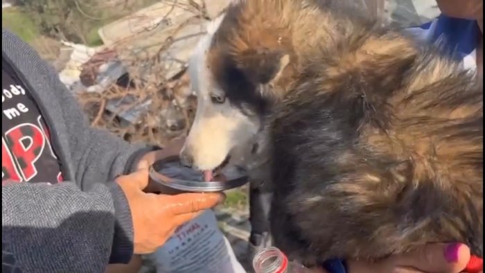 VIDEO: Rescatan a perro en Turquía tres semanas después del terremoto Rescatistas lograron extraer con vida a un perro de un edificio colapsado en el sur de Turquía, tres semanas después del mortal terremoto magnitud 7,8, informó el jueves la prensa local.