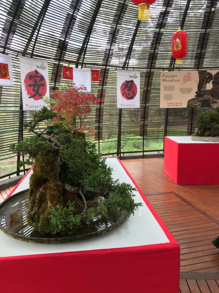 Este viernes inicia la exposición de bonsáis en el Jardín Botánico 1 Este viernes inicia la exposición de bonsáis en el Jardín Botánico La III Exposición de Bonsáis 2023 Jardín de Oriente, uno de los eventos más esperados por coleccionistas, expertos, aficionados de la jardinería miniaturase, se realizará del 17 al 20 de marzo en el Jardín Botánico de Bogotá.