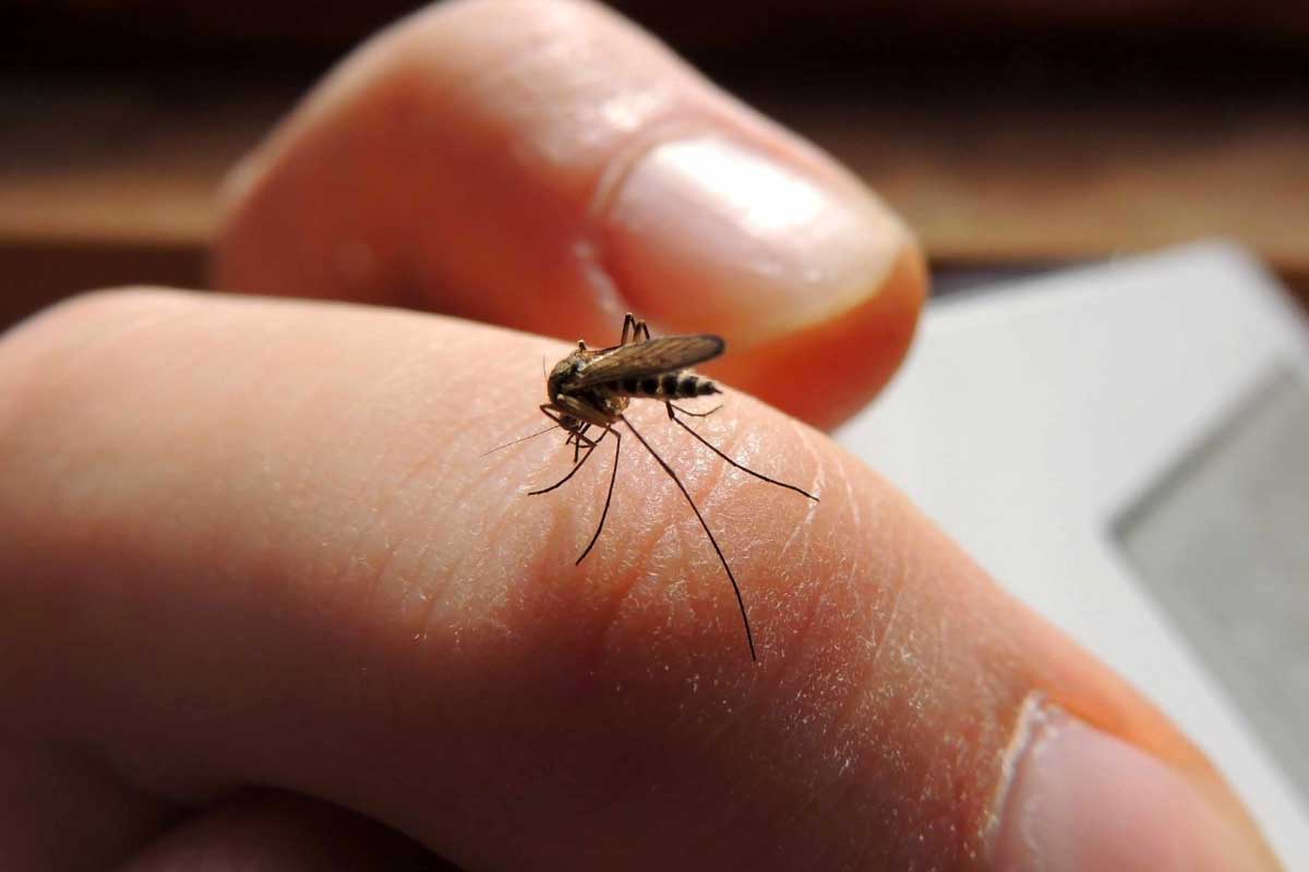 ¡Pilas! alerta por incremento de casos de Dengue 1 ¡Pilas! alerta por incremento de casos de Dengue En los últimos días se generó una gran alerta en el país por un incremento en los casos de Dengue.