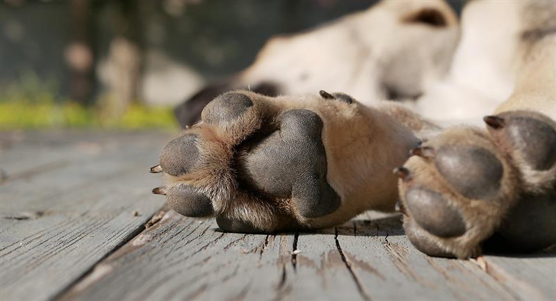 A la cárcel hombre que ahorcó a su perro El hombre llevó al animal a una propiedad abandonada, ató una soga alrededor de su cuello y el otro extremo a una viga para ahorcar a su perro.