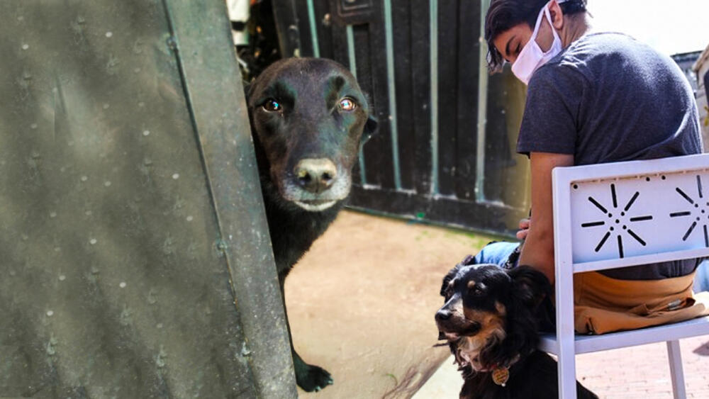 Alístese para adoptar mascota en Usaquén Este fin de semana se realizará una nueva campaña de adopción de mascotas en la localidad de Usaquén, desde el  Instituto de Protección y Bienestar Animal se invita a la comunidad a "conocer a los animales fantásticos" que fueron rescatados y rehabilitados de las calles de la ciudad.