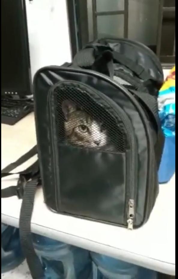 Conductor de TM adoptó a gatico abandonado en articulado La historia de un gatico que fue encontrado al interior de un articulado de TransMilenio este fin de semana le dio la vuelta a internet por redes sociales y despertó muchas emociones entre los bogotanos, pues el felino estaba dentro de una maleta y tenía comida.