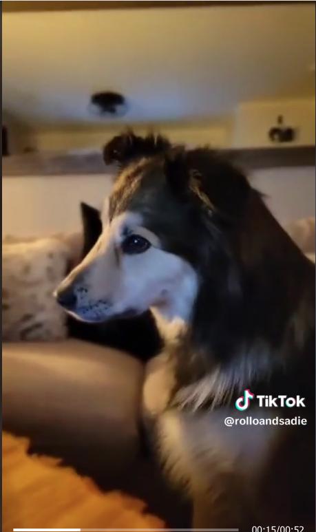 Conmovedor encuentro de dos perritos por videollamada Un emotivo encuentro en tres dos perritos que se ven a través de videollamada ha causado gran conmoción.