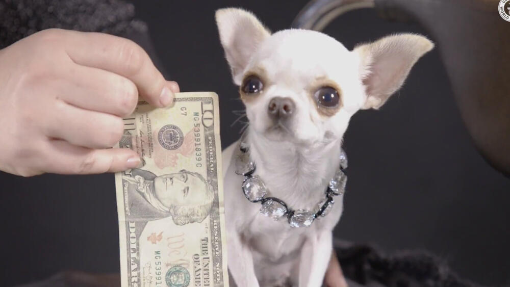 Conozca a Pearl, la chihuahua con el récord del perro más pequeño del mundo Pearl, o Perla en español, le hace honor a su nombre. Es pequeña, preciosa y ahora valiosa, pues según el Guinnes World Records es el perrito vivo más pequeño del mundo.