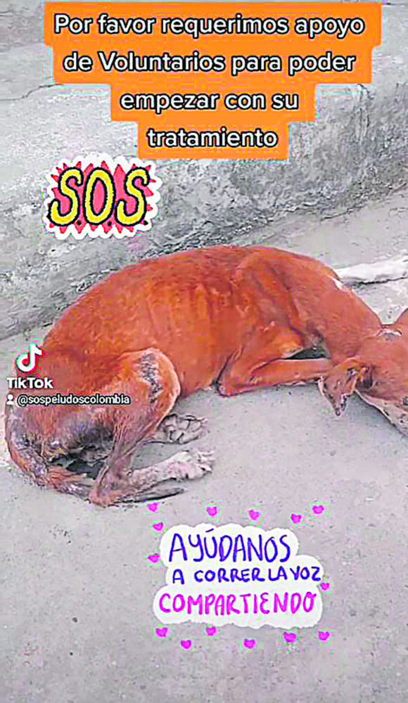 Dejó su vida para rescatar animales indefensos 1 Dejó su vida para rescatar animales indefensos A menudo somos testigos del cómo en las calles de nuestra ciudad yacen animalitos hambrientos, con frío, y sin ningún tipo de resguardo.