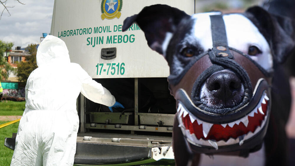 En Ciudad Bolívar: niña de 3 años fue atacada por perros pitbull y murió Una pequeña de tan solo 3 años fue mordida por dos perros pitbull y murió a causa de las lesiones que sufrió.