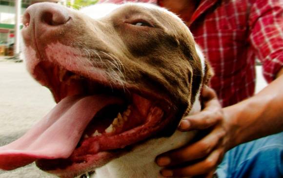 En Ciudad Bolívar: niña de 3 años fue atacada por perros pitbull y murió 1 En Ciudad Bolívar: niña de 3 años fue atacada por perros pitbull y murió Una pequeña de tan solo 3 años fue mordida por dos perros pitbull y murió a causa de las lesiones que sufrió.
