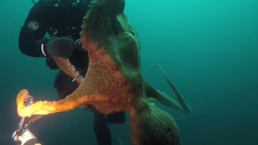 Increíble: un hombre estuvo a punto de morir estrangulado por un pulpo El buceo es sin duda, una experiencia única que muchas personas añoran vivir, no obstante puede ser un poco riesgoso, pues en las últimas horas se presentó un caso en el que un pulpo estranguló a un hombre.