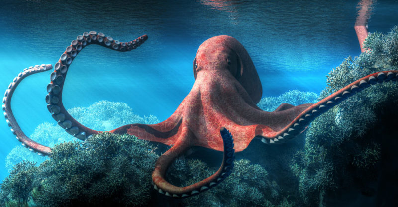 Increíble: un hombre estuvo a punto de morir estrangulado por un pulpo 1 Increíble: un hombre estuvo a punto de morir estrangulado por un pulpo El buceo es sin duda, una experiencia única que muchas personas añoran vivir, no obstante puede ser un poco riesgoso, pues en las últimas horas se presentó un caso en el que un pulpo estranguló a un hombre.