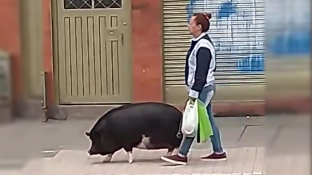 Mujer sacó a pasear un cerdo por el 20 de Julio En los últimos días, en la red social TikYok, se ha hecho viral una mujer que sale a caminar con su mascota por las calles del barrio 20 de Julio, lo particular del caso es que no es una mascota como las que se esperarían ver en la capital del país, sino que se trata de un cerdo de tamaño grande.