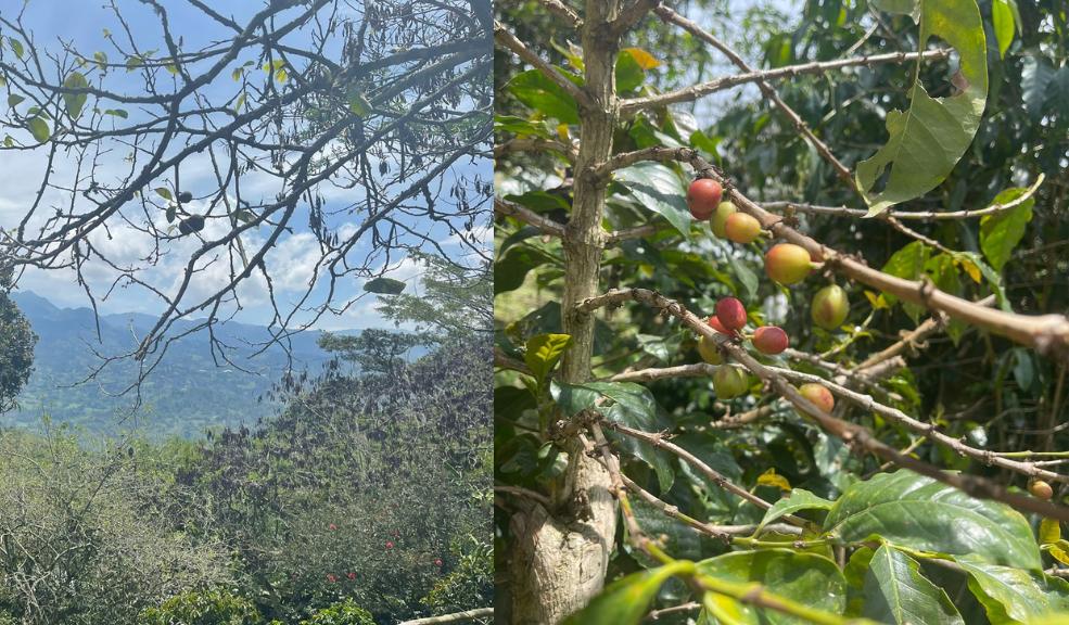 Así se produce café en Cundinamarca 9 Así se produce café en Cundinamarca Encontrar café de los mejores estándares de calidad, recolección y producción ahora es posible a tan solo una hora de Bogotá.