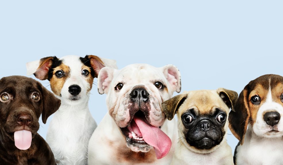 ¿Va a viajar con sus mascotas? Tenga en cuenta estas recomendaciones para que ellas no sufran Es importante que las mascotas vaya lo más cómoda posible para que no sufra ninguna alteración en su estado de anímico y salud.