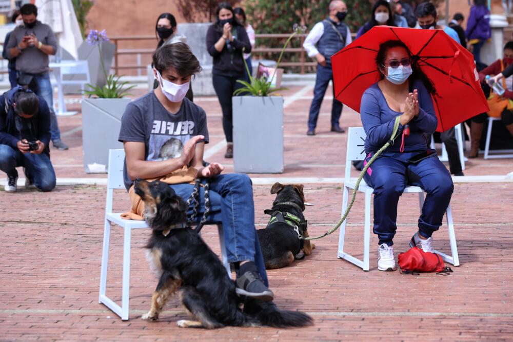 Cundinamarca reafirma su compromiso con la protección animal La Gobernación de Cundinamarca avanza firmemente en su campaña de protección y bienestar animal, por medio de esterilizaciones y revisiones médicas a los animales del territorio.