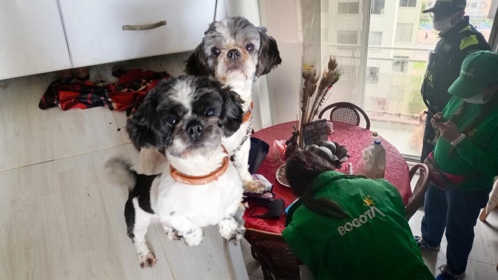 Rescatan a 15 animales que estaban en precarias condiciones El Distrito y la Policía Ambiental realizaron un operativo en la localidad de Suba donde lograron rescatar de un apartamento a 15 animales, los cuales se encontraban en precarias condiciones de salud. En total fueron 14 perros, entre estos 8 cachorros y una gata adulta, que aparentemente estaban siendo sobreexplotados.
