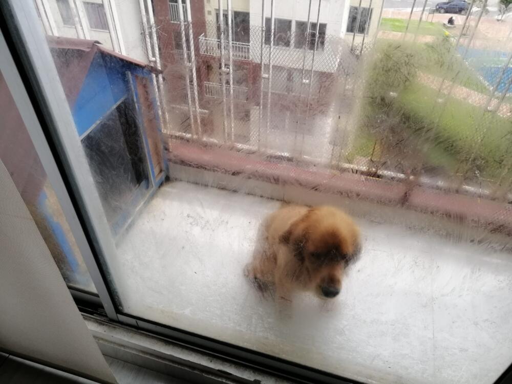 Rescatan a 15 animales que estaban en precarias condiciones 2 Rescatan a 15 animales que estaban en precarias condiciones El Distrito y la Policía Ambiental realizaron un operativo en la localidad de Suba donde lograron rescatar de un apartamento a 15 animales, los cuales se encontraban en precarias condiciones de salud. En total fueron 14 perros, entre estos 8 cachorros y una gata adulta, que aparentemente estaban siendo sobreexplotados.
