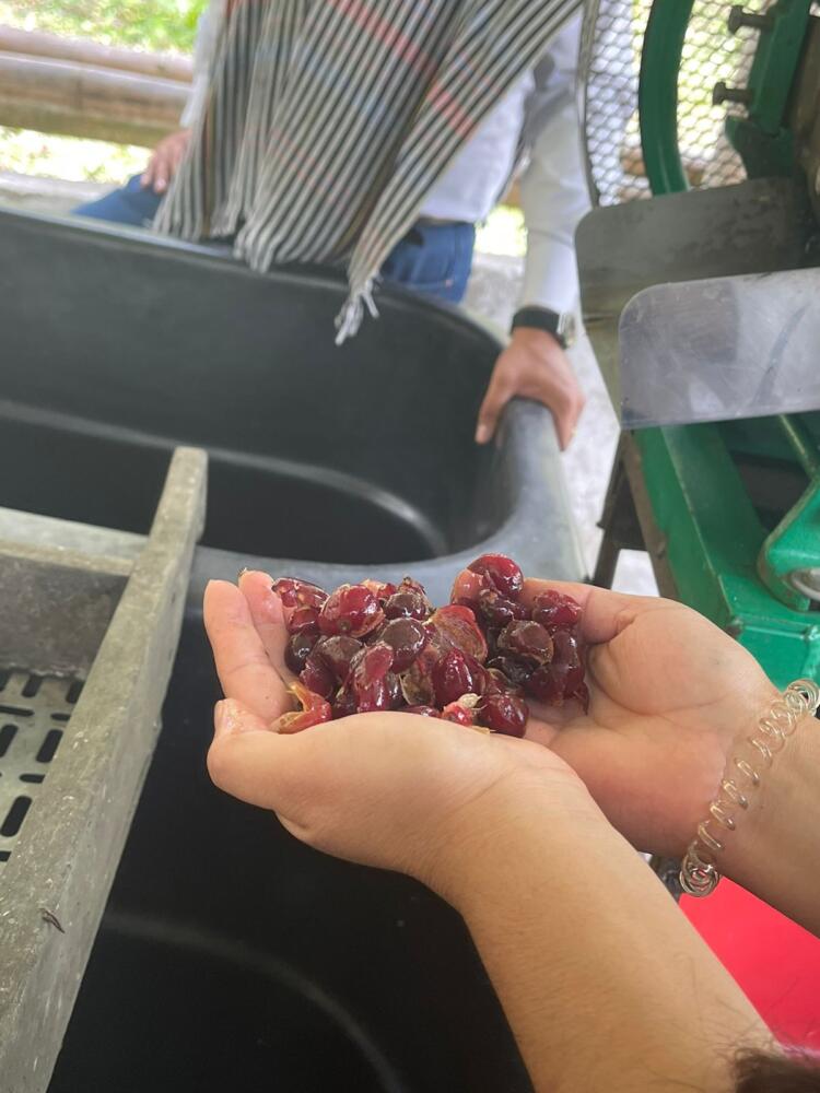 Así se produce café en Cundinamarca 1 Así se produce café en Cundinamarca Encontrar café de los mejores estándares de calidad, recolección y producción ahora es posible a tan solo una hora de Bogotá.