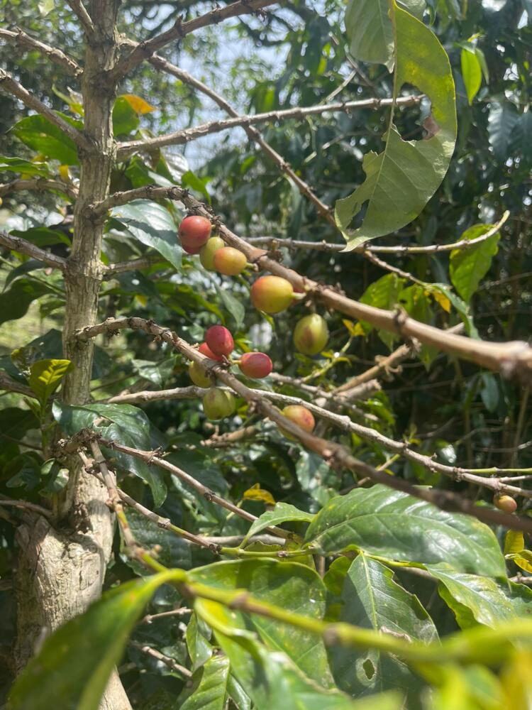 Así se produce café en Cundinamarca 3 Así se produce café en Cundinamarca Encontrar café de los mejores estándares de calidad, recolección y producción ahora es posible a tan solo una hora de Bogotá.