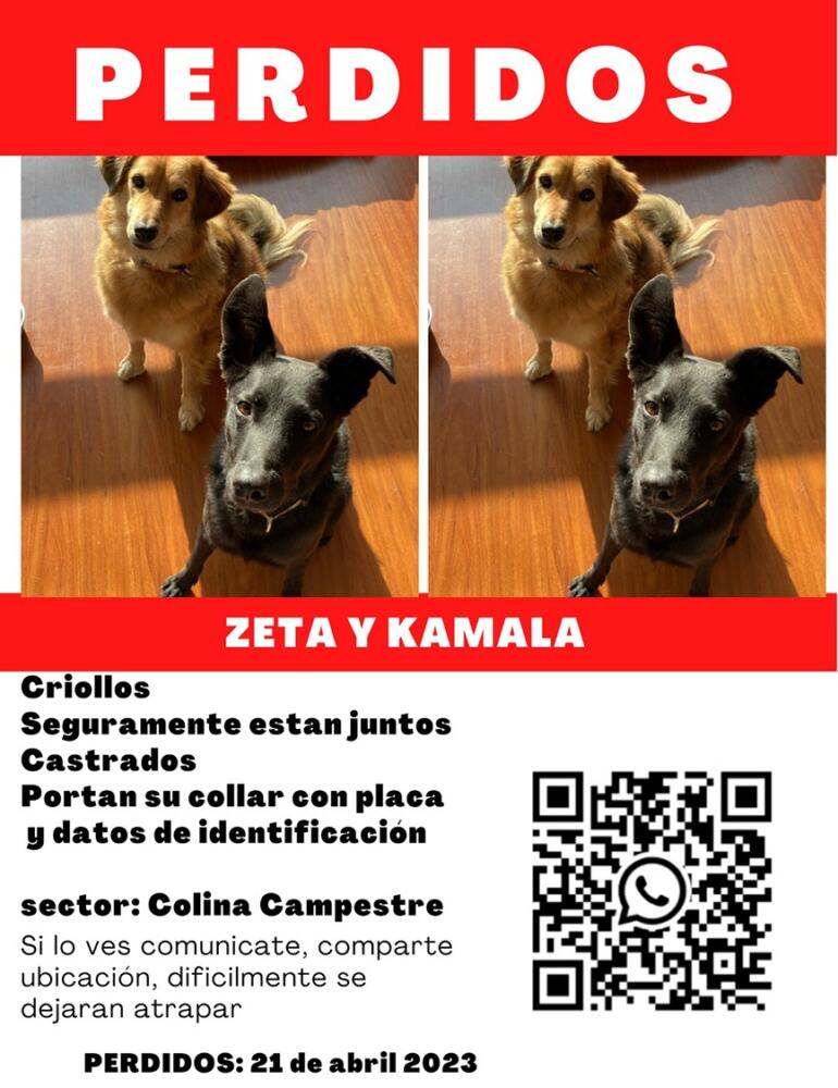 ¡De no creer! Colegio canino dejó perder a dos perros y a los dueños les tocó buscarlos Un colegio canino dejó perder a dos perros y uno de los dueños de los animales aseguró que hay varias inconsistencias en las versiones que les dieron por parte de la guardería.