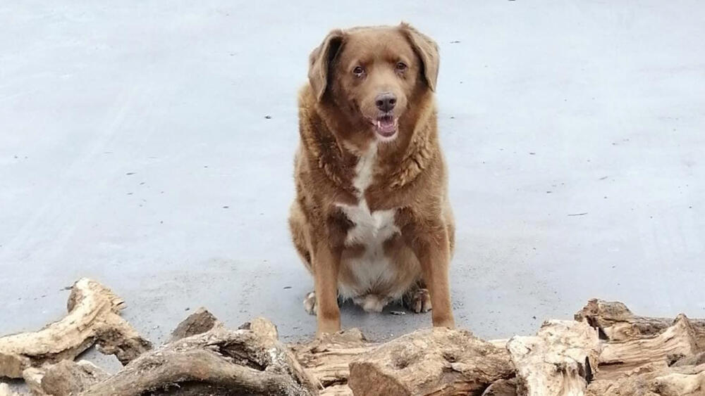 Bobi: el perro más viejo del mundo Bobi celebró su cumpleaños número 31.
