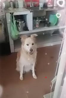 Conozca los detalles del cruel asesinato de una perrita en Puente Aranda 2 Conozca los detalles del cruel asesinato de una perrita en Puente Aranda La violencia que a diario padecen los animales en Bogotá, una alarmante cantidad de la población, se ha vuelto parte del paisaje: perros famélicos, enfermos, atropellados o envenenados son parte de la infamia que se vive en no pocos barrios de la capital.