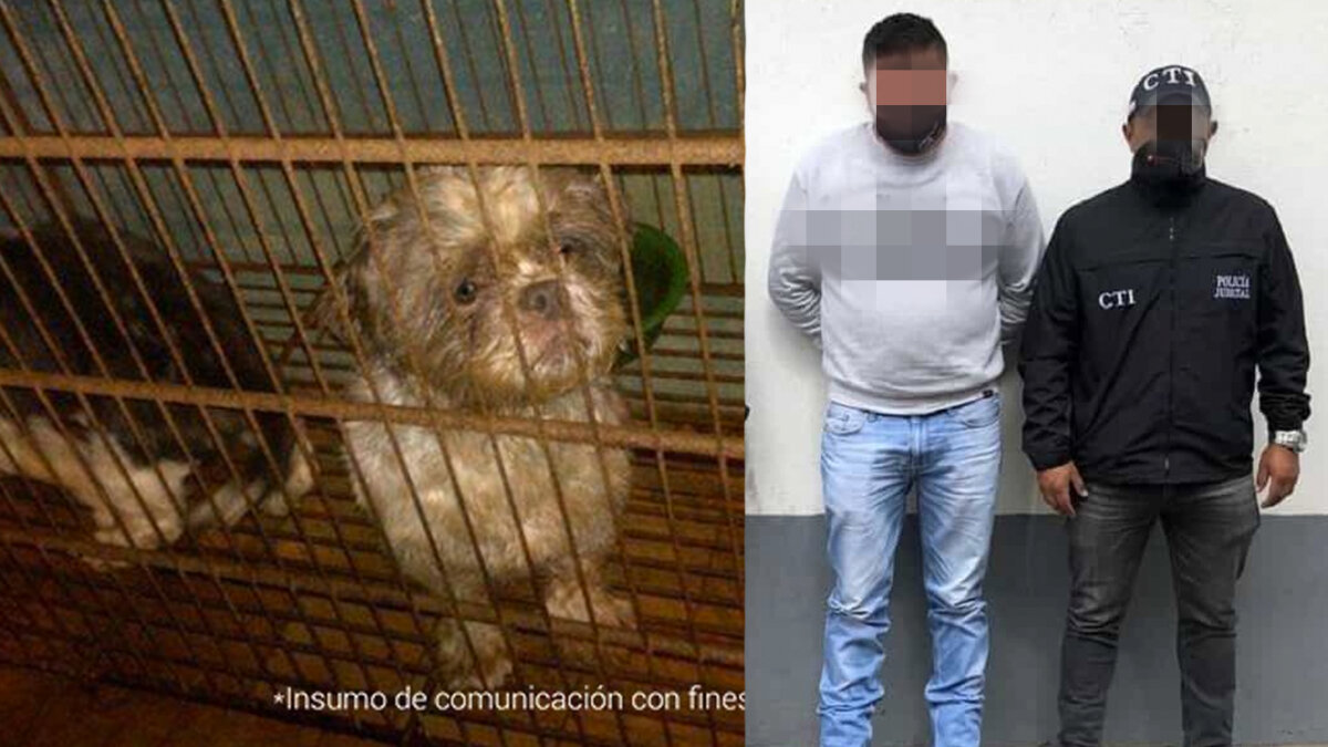 Condenaron a un hombre que tenía en pésimas condiciones a 44 perros 9 Condenaron a un hombre que tenía en pésimas condiciones a 44 perros José Segundo Gabriel Bermúdez Gutiérrez fue condenado en primera instancia por la Fiscalía General de la Nación por mantener a 44 perros en condiciones precarias en un criadero ilegal ubicado en el sur de Bogotá.