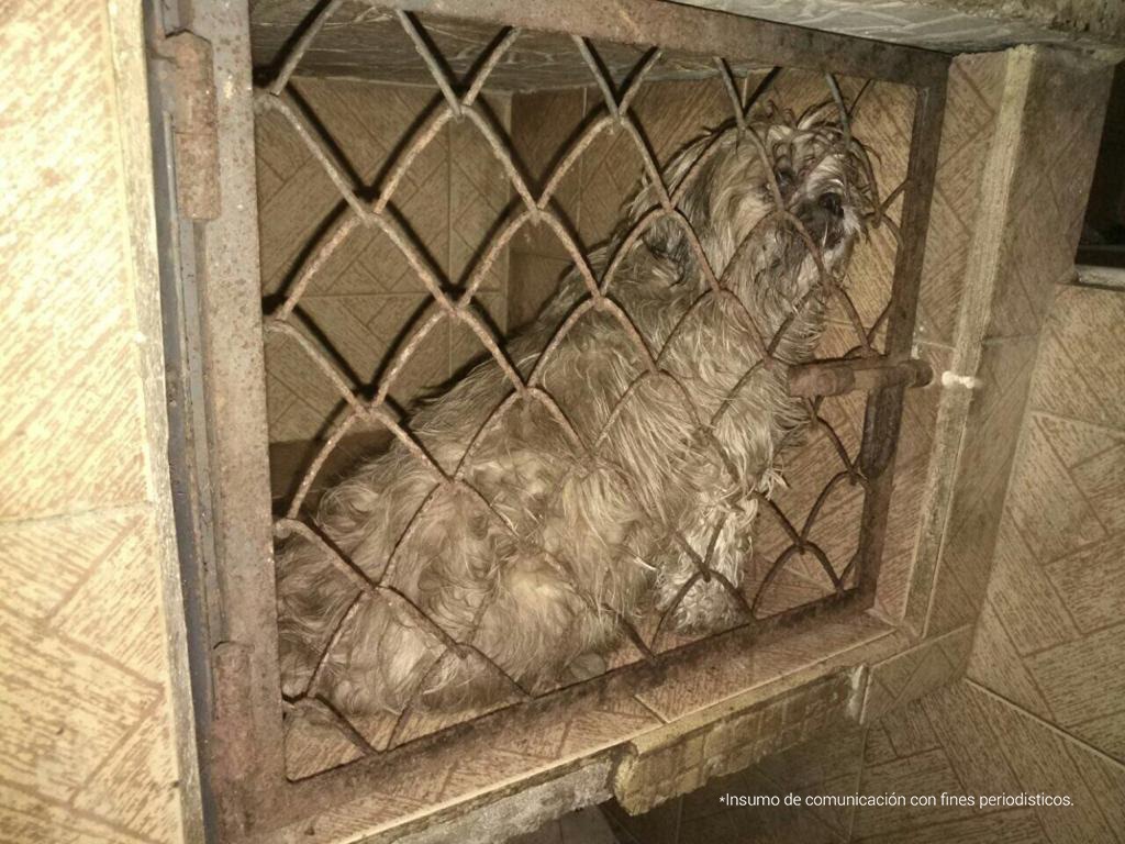 Condenaron a un hombre que tenía en pésimas condiciones a 44 perros 2 Condenaron a un hombre que tenía en pésimas condiciones a 44 perros José Segundo Gabriel Bermúdez Gutiérrez fue condenado en primera instancia por la Fiscalía General de la Nación por mantener a 44 perros en condiciones precarias en un criadero ilegal ubicado en el sur de Bogotá.