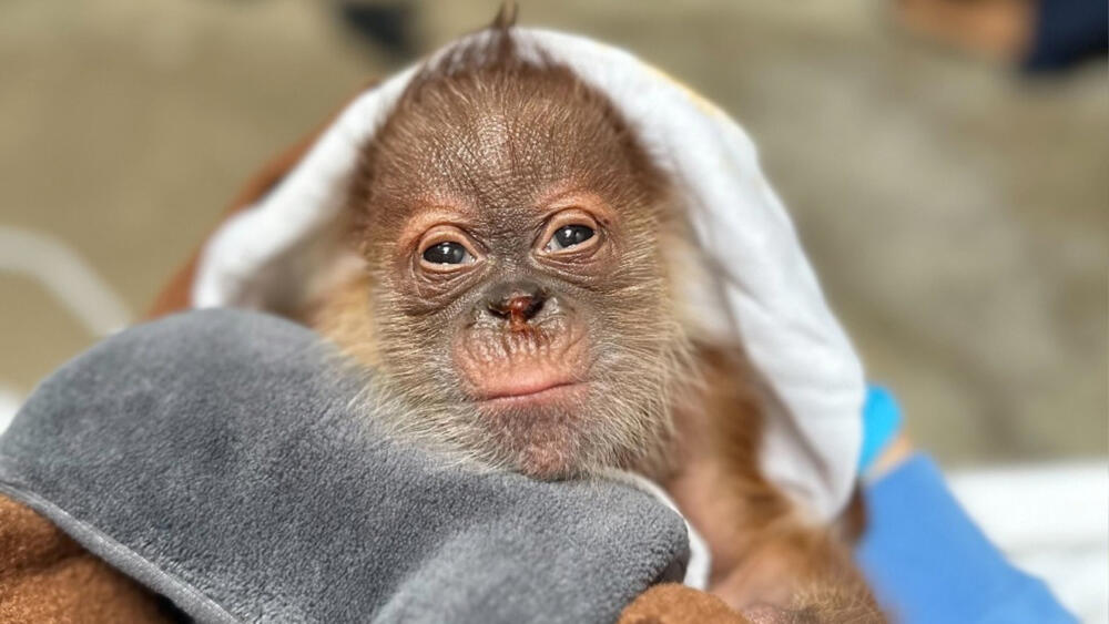 Conozca la tierna cria de orangután que podría salvar a su especie Luego de que hace más de 40 años que no naciera un nuevo orangután de Sumatra en el Zoológico de Sacaramento en Estados Unidos, el recitó dio a conocer la noticia de que el pasado 1 de mayo una orangután llamada Indah dio a luz a un tierno bebé macho que podría ayudar a evitar la extisión de su especie.