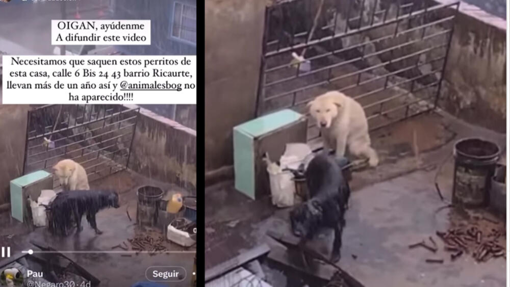 Denuncian que dos perritos están en condición de abandono en Los Mártires En redes sociales se conoció que dos perritos fueron abandonados desde hace un año en Los Mártires.