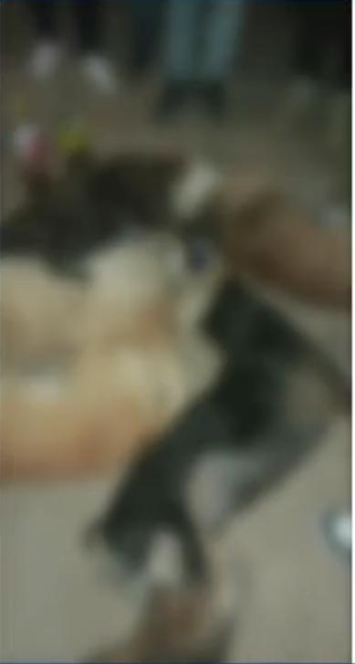 Envenenamiento masivo de mascotas en Ciudad Bolívar 10 perritos fallecieron tras haber sido envenenados en la localidad de Ciudad Bolívar.