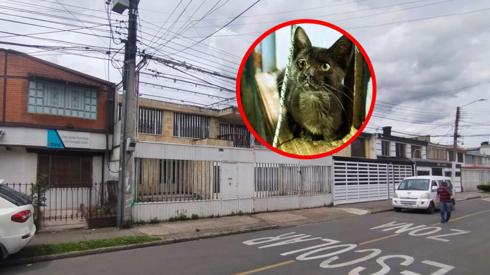 Piden rescatar a gatos atrapados en vivienda de Normandía 6 Piden rescatar a gatos atrapados en vivienda de Normandía La comunidad del barrio Normandía está denunciando que por lo menos 3 gatitos se encuentran atrapados dentro de una vivienda que está desocupada. Los felinos, según dicen, llevan seis días sin poder alimentarse ni beber agua, lo que puede desencadenar en su muerte.
