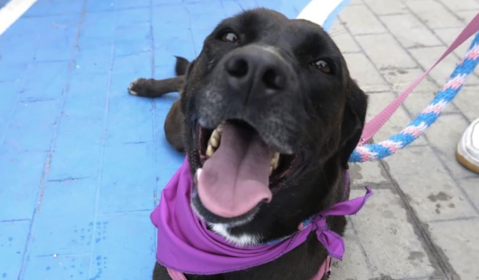 Gran jornada de adopción este fin de semana en Bogotá