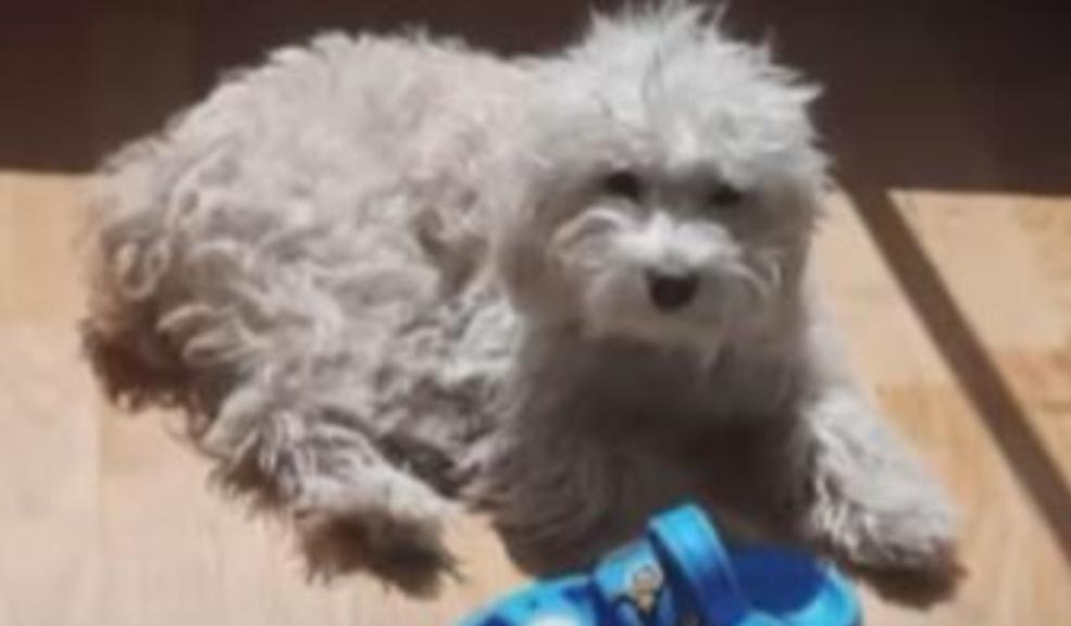 Extorsionan a una menor para devolverle a su perrita en Bosa La perrita escapó de su casa y ahora delincuentes extorsionan la dueña, una menor de 9 años en Bosa.
