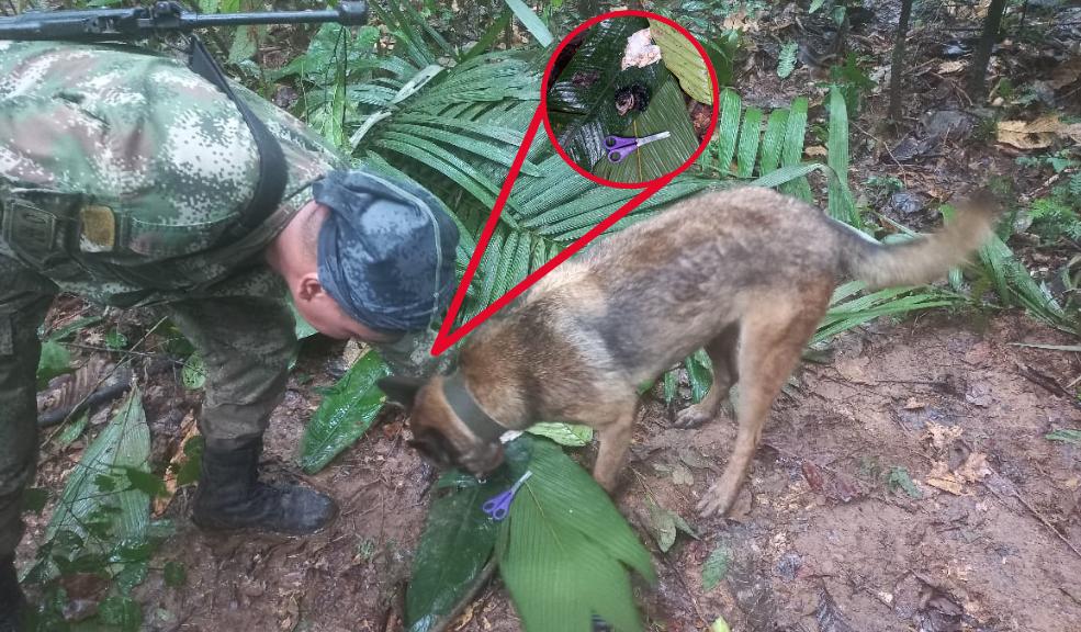 Siguen buscando a los menores que viajaban en la avioneta accidentada en Guaviare  Juan José López, director de operaciones de la Aeronáutica Civil, quien lidera el trabajo de búsqueda de los cuatro menores de edad que iban en la avioneta de matrícula HK 2803 accidentada entre Guaviare y Caquetá hace 17 días, aseguró que la esperanza de encontrarlos con vida se mantiene.