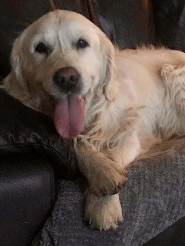 Un perrito caminó durante 27 días para encontrar a la familia que lo abandonó Cooper, un perrito de raza golden retriver, caminó durante casi un mes para encontrarse con la familia que lo había abandonado en un centro de adopción.