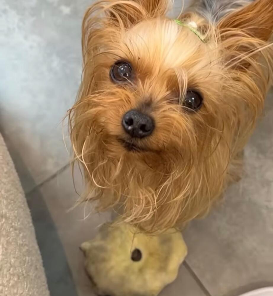 Denuncian infame robo de perrita en Puente Aranda La perrita fue raptada en la zona de los Outlet de las Américas, en la localidad de Puente Aranda.