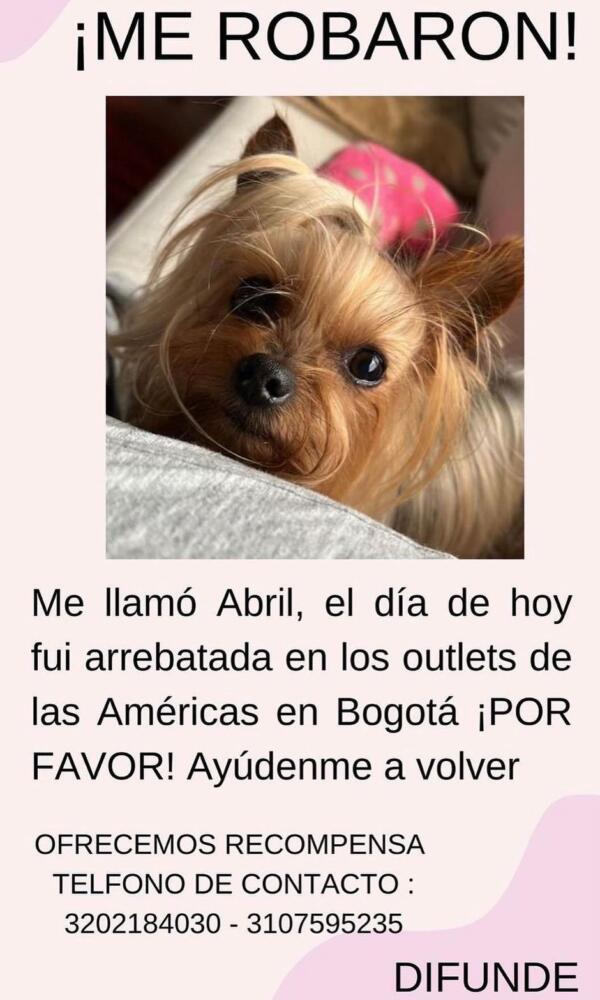Denuncian infame robo de perrita en Puente Aranda La perrita fue raptada en la zona de los Outlet de las Américas, en la localidad de Puente Aranda.