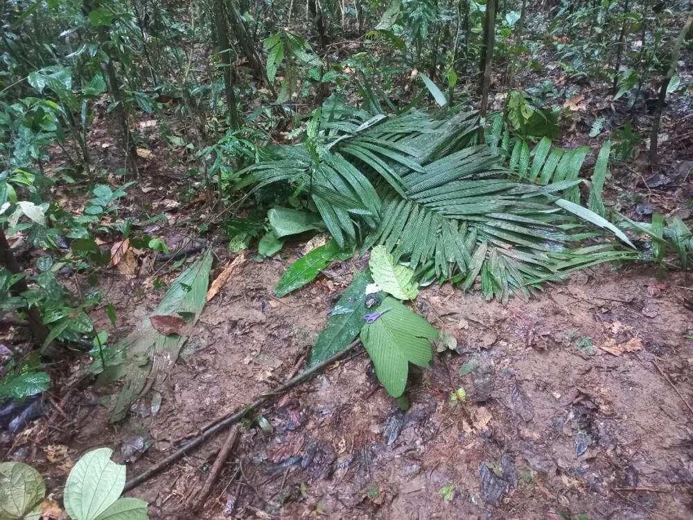 Siguen buscando a los menores que viajaban en la avioneta accidentada en Guaviare 1 Siguen buscando a los menores que viajaban en la avioneta accidentada en Guaviare
