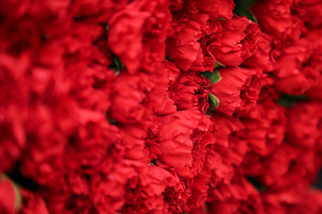 Productores de flores se preparan para el día de la madre El día de la madre, que se celebra en Colombia el próximo domingo 14 de mayo, es la celebración más importante para el comercio durante el primer semestre del año.